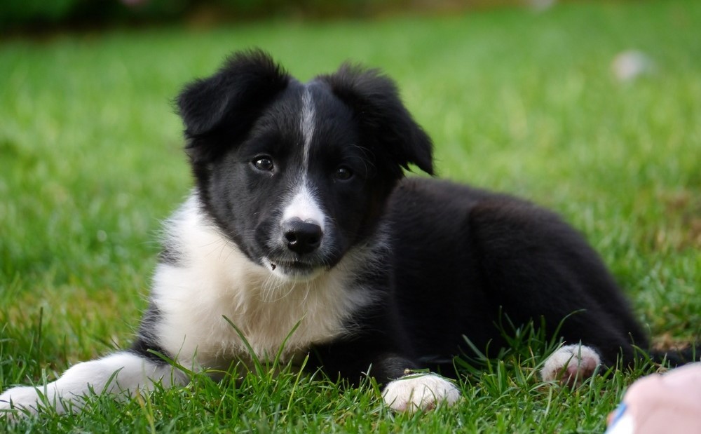 Border collie