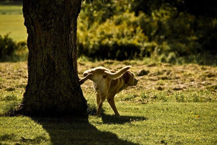 El perro orina debajo de un árbol