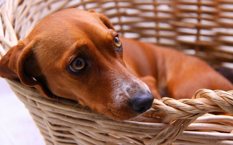 Perro salchicha en una cesta de mimbre