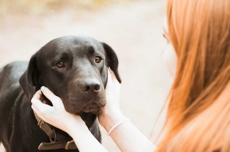 El perro está enfermo