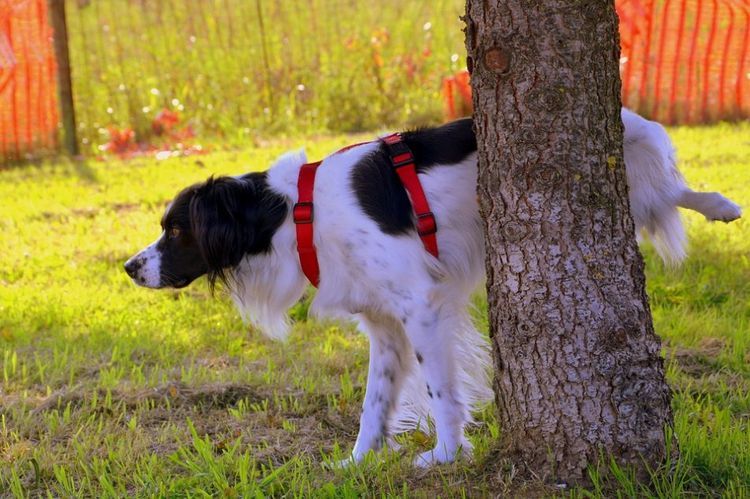 Micción frecuente en el perro