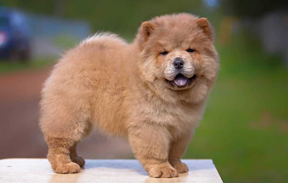 Chow chow