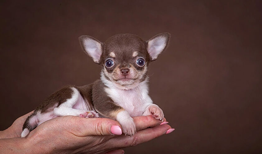 Particularidades de la alimentación del mini y micro Chihuahua
