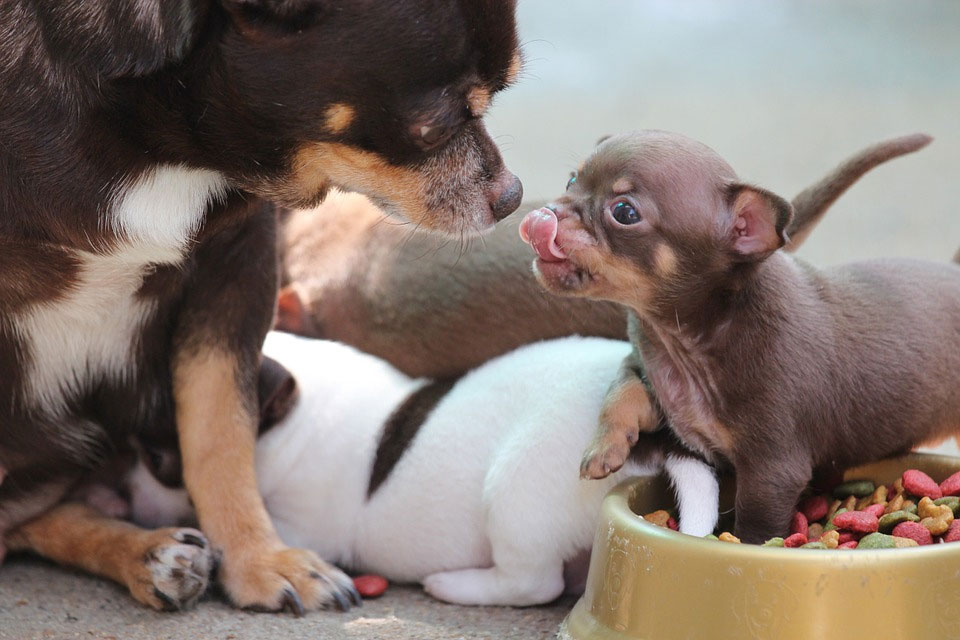 Alimentación de los cachorros de Chihuahua
