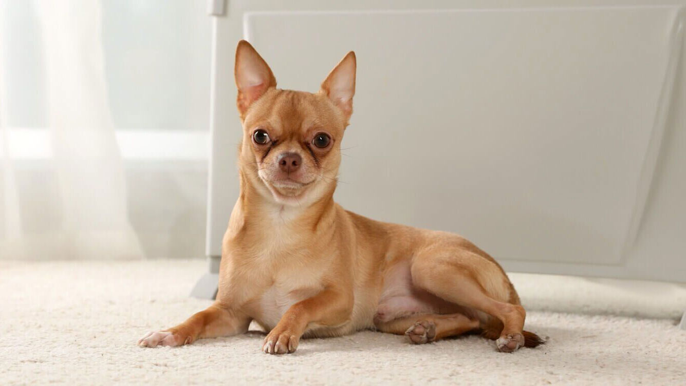 Con qué alimentar a un chihuahua