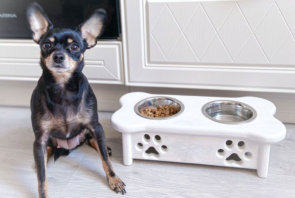 Piensos secos para chihuahuas