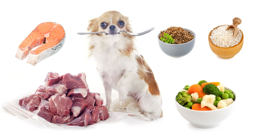 Alimentación natural del Chihuahua