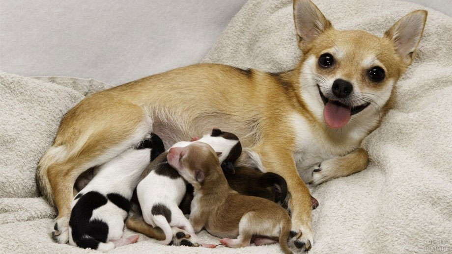 Qué alimentar a una Chihuahua lactante