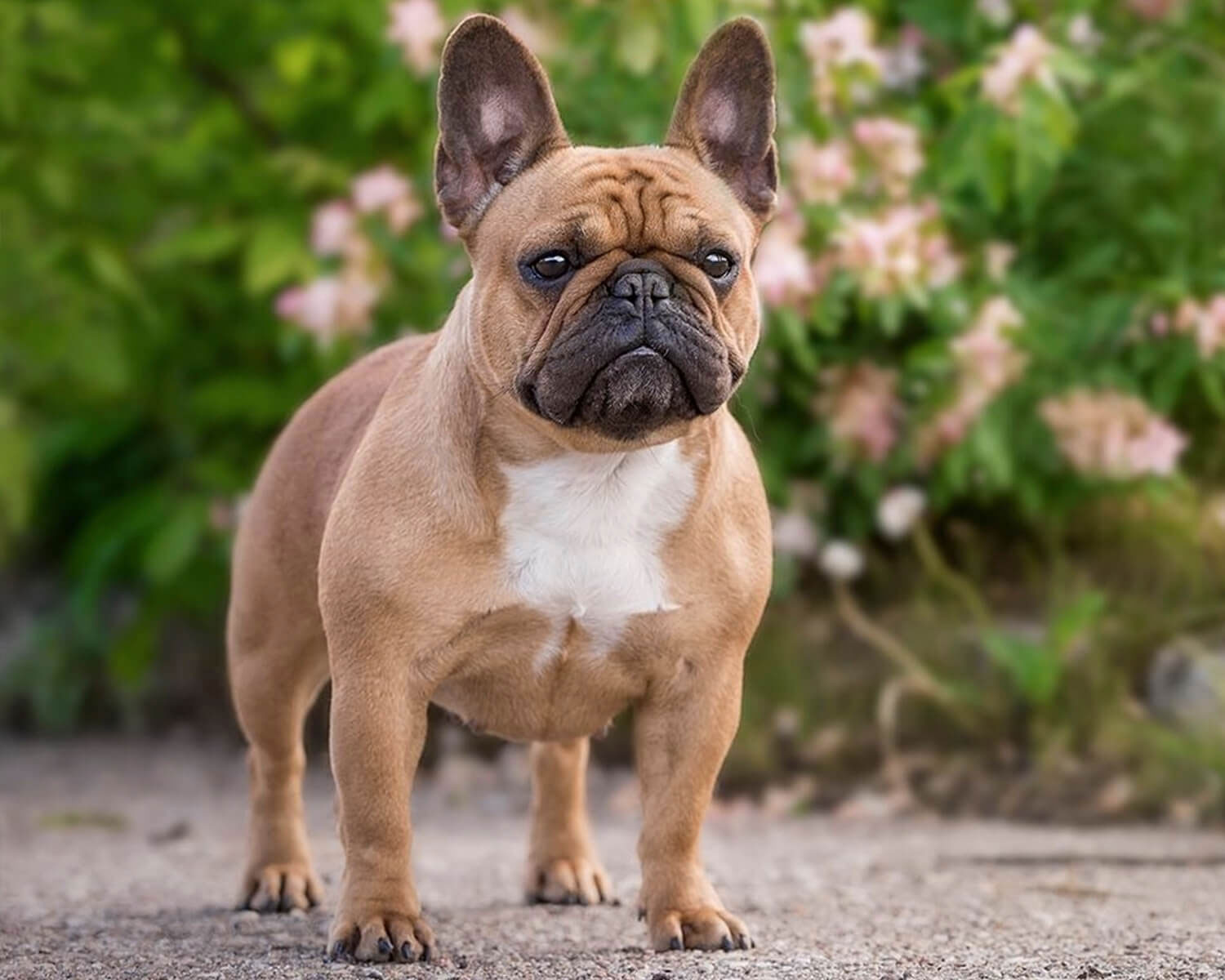 Bulldog francés