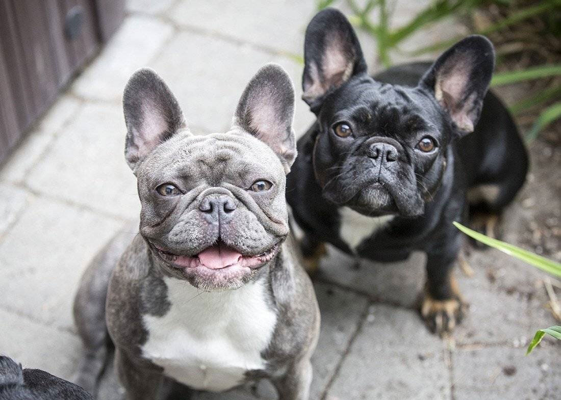 Alimentación de los bulldogs franceses