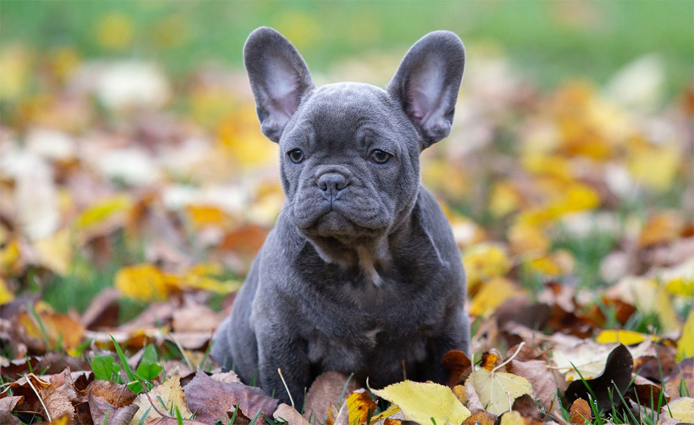 Con qué alimentar a un cachorro de Bulldog Francés