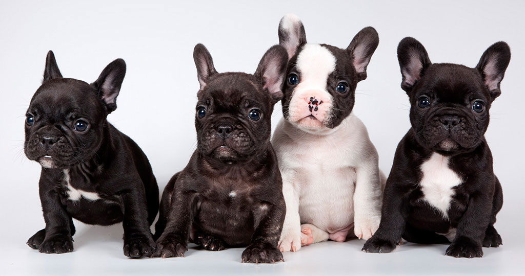 Dieta de los cachorros de Bulldog Francés