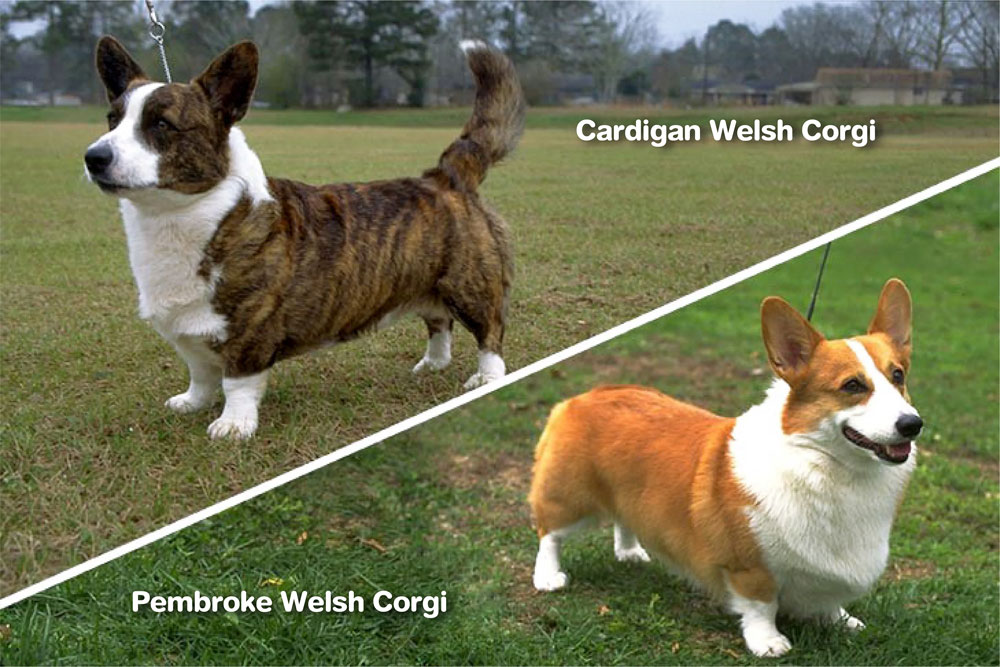 Variedades de Corgi