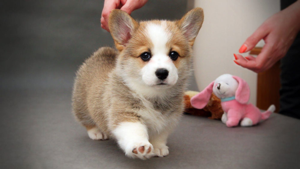 Con qué frecuencia y qué dar de comer a un cachorro de raza Corgi