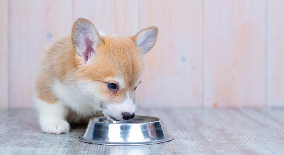 Cómo elegir el pienso para un cachorro de Corgi