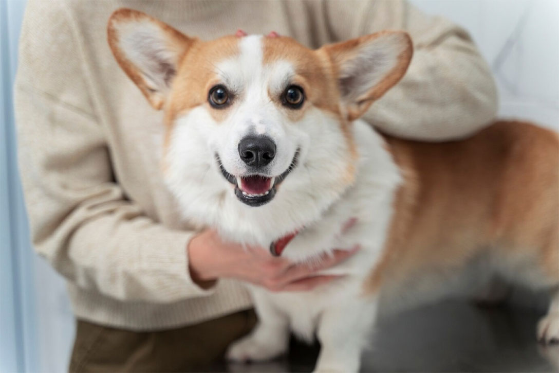 Alimentación natural para el Corgi
