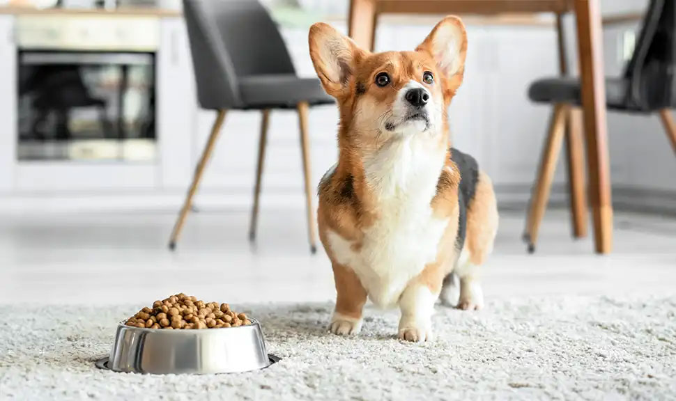 Piensos para Corgi