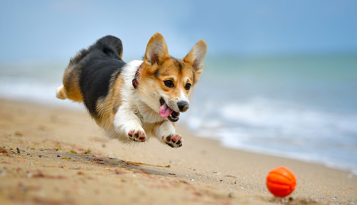 Con qué alimentar a un Corgi adulto