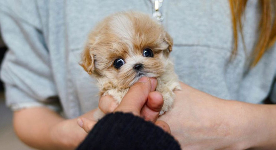 Qué dar de comer a un cachorro pequeño de Maltipú
