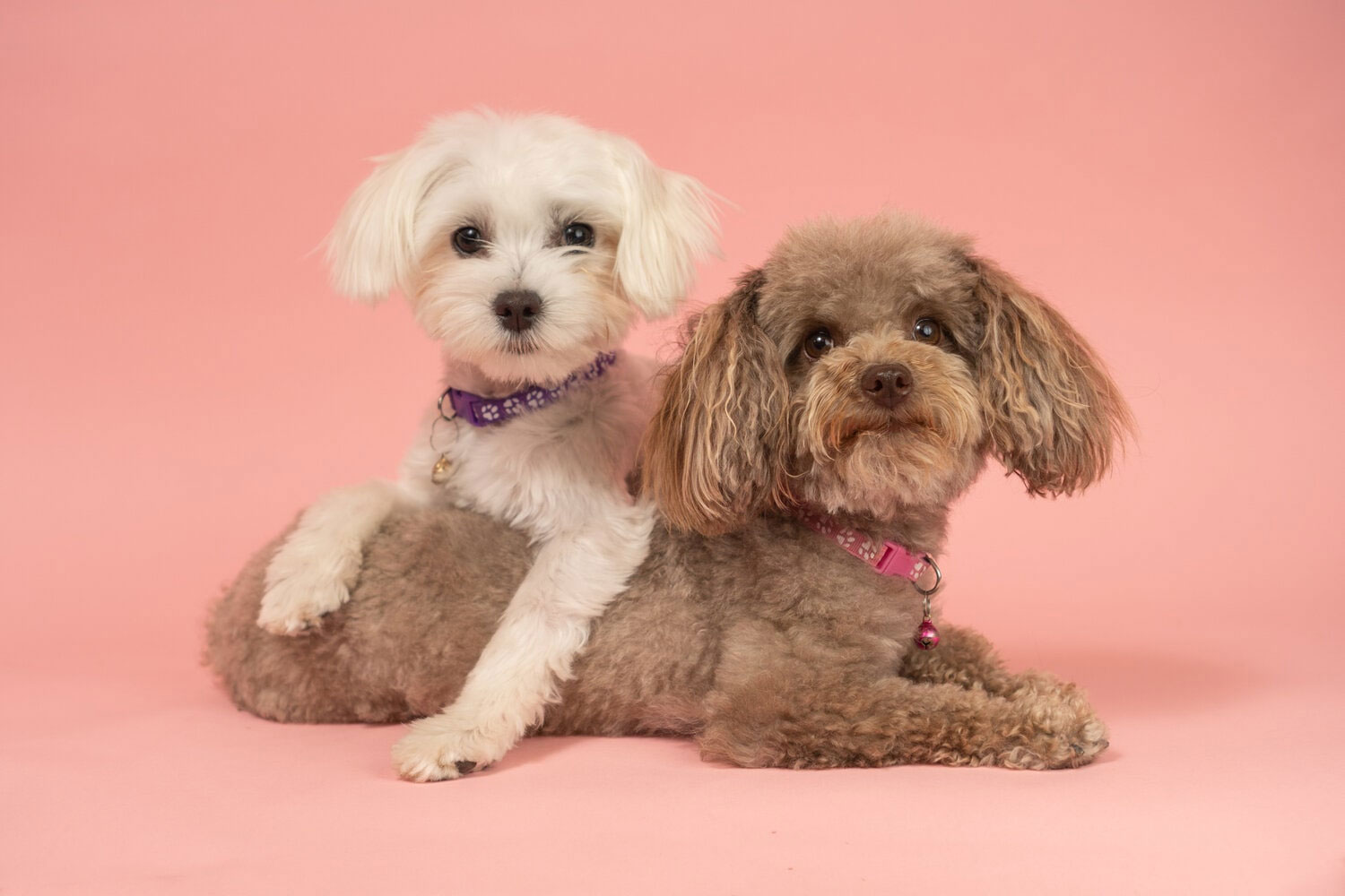 Con qué alimentar a un Maltipoo adulto
