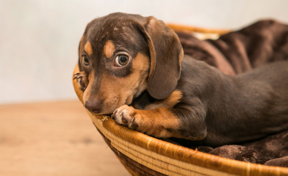 Cómo alimentar a un cachorro de teckel