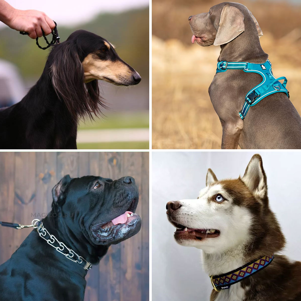 Accesorios para perros