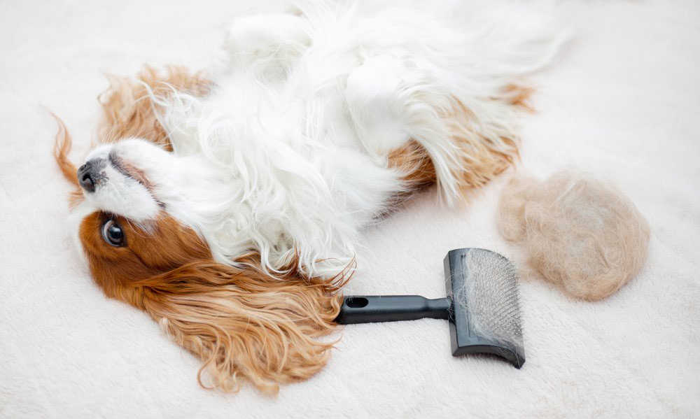 Productos y medios para el cuidado del perro