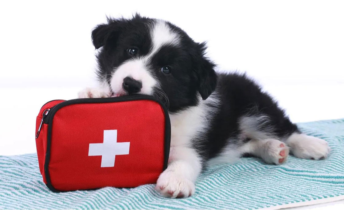 Botiquín de primeros auxilios para perros