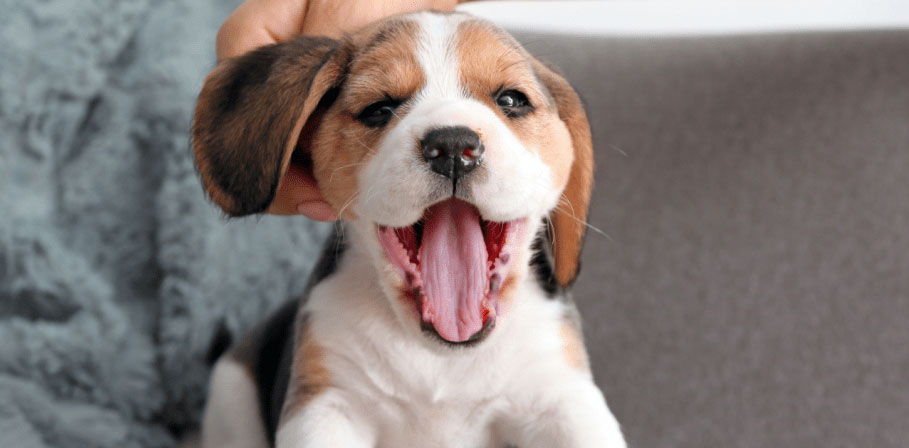 Artículos de primera necesidad para un cachorro