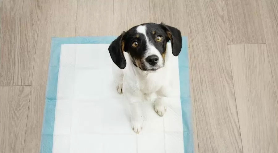 Empapadores desechables para cachorro