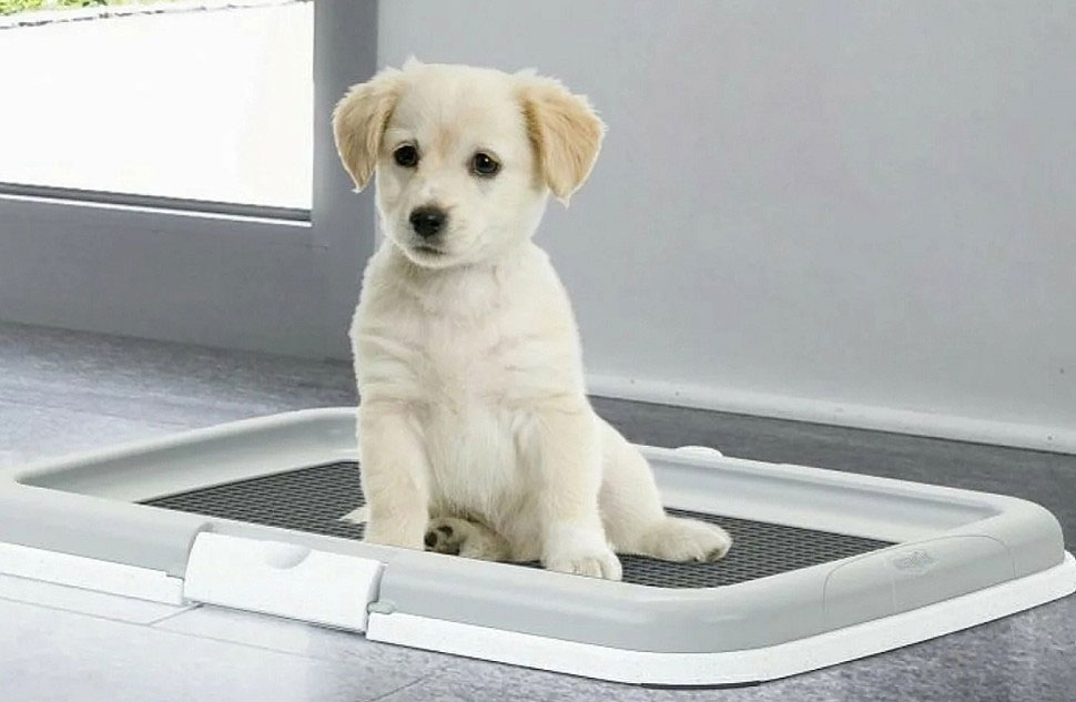 Arenero para perro