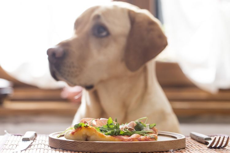 Labrador en la mesa