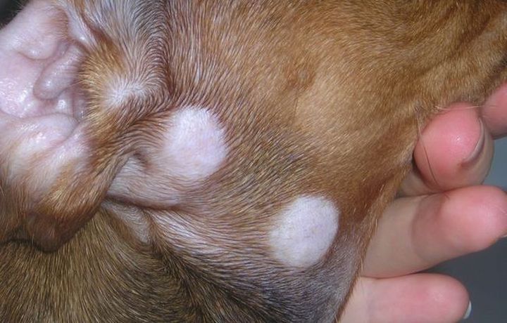 Microsporosis en el perro
