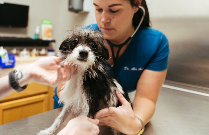 El perro en el veterinario