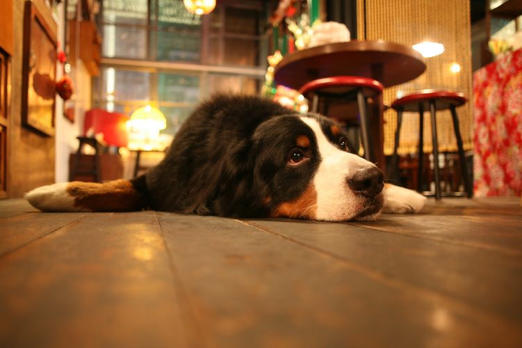 Perro tumbado en el suelo