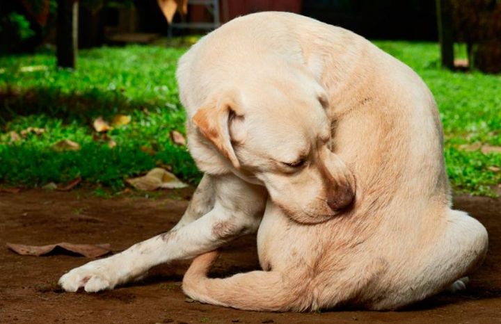 Dermatomicosis en perros