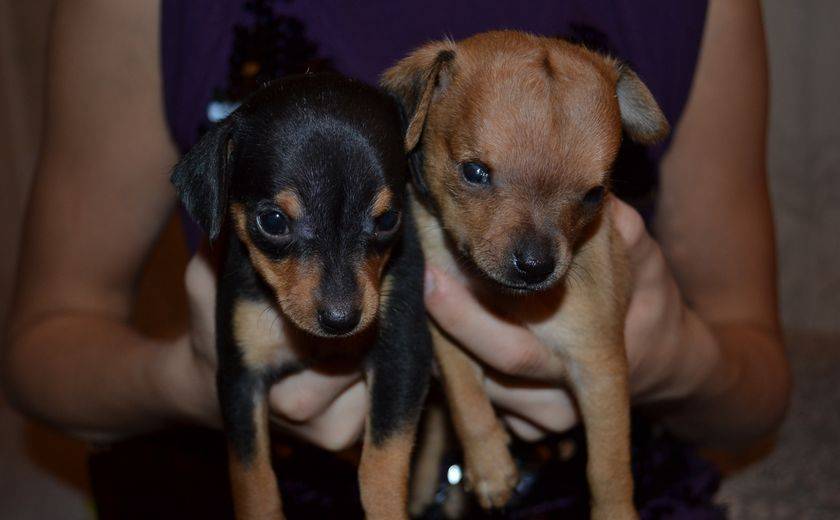 Dos cachorros