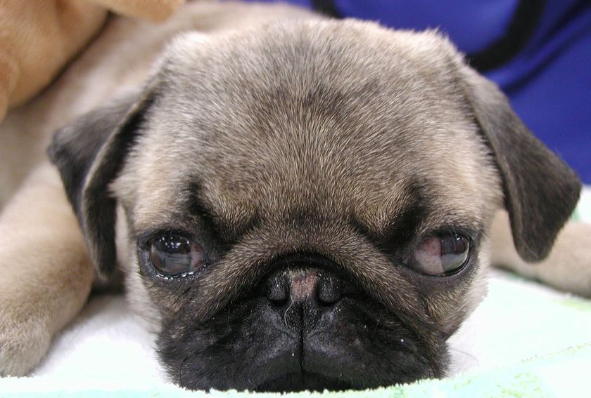 Cachorro de la raza Carlino