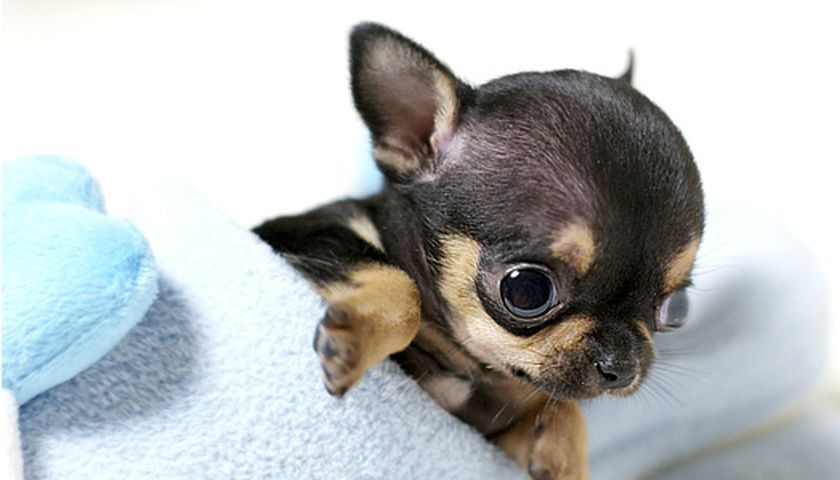 Cachorro con hidrocefalia