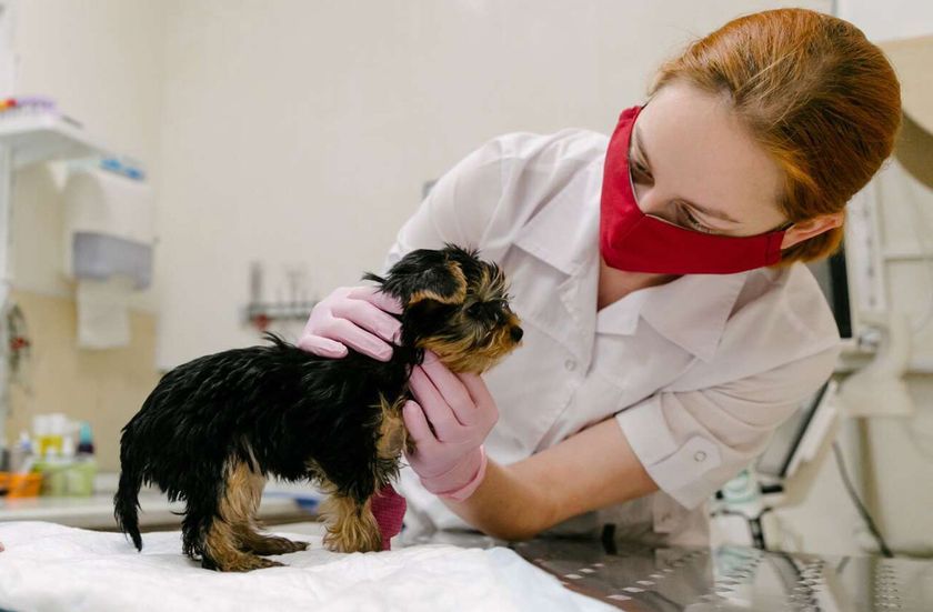El perro en el veterinario