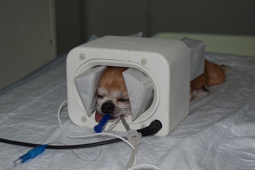 Examen del perro