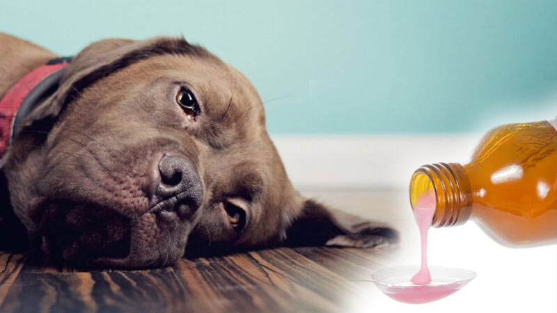 Cómo darle a un perro medicamento líquido