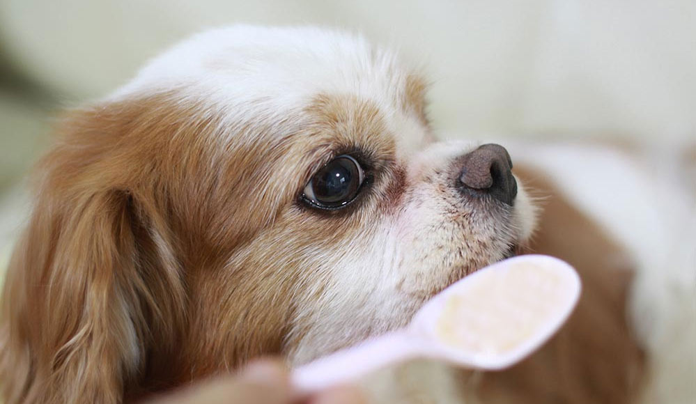 dando medicamento líquido a un perro
