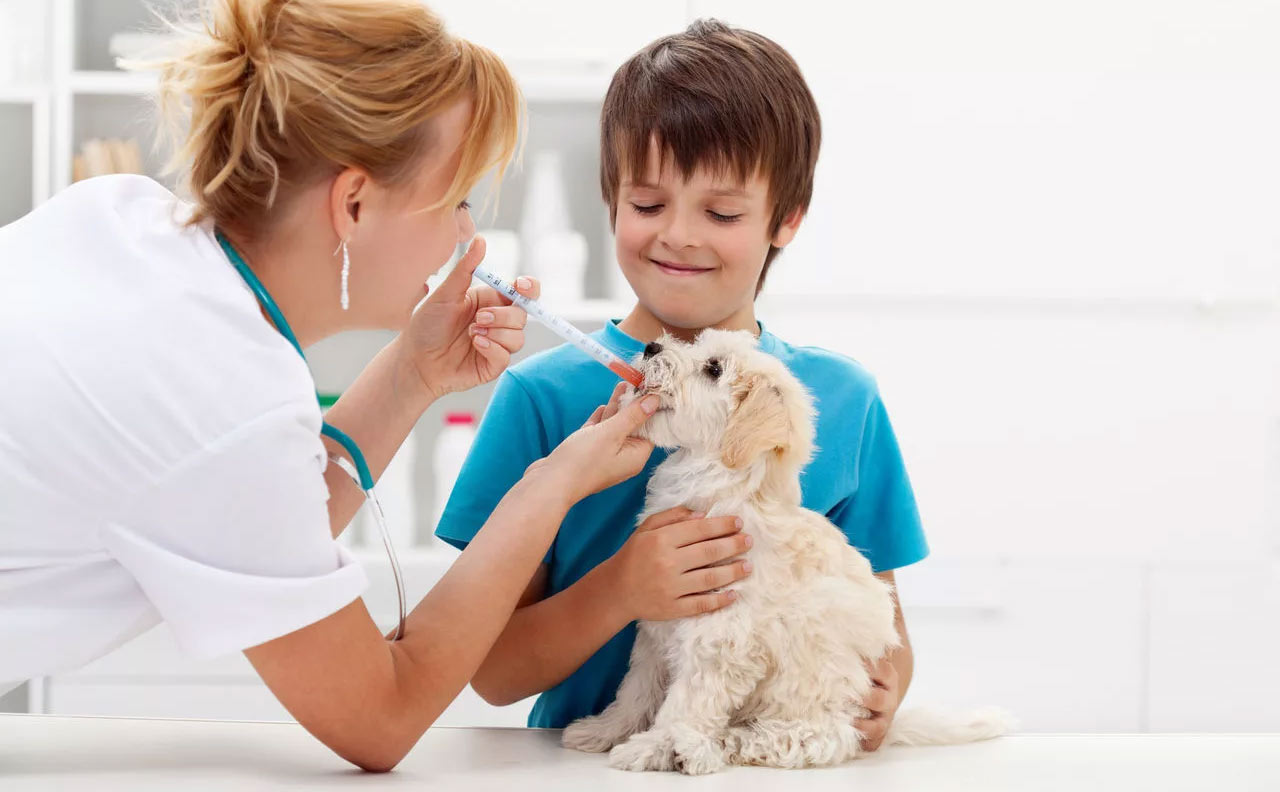 se administra medicamento al perro con jeringa