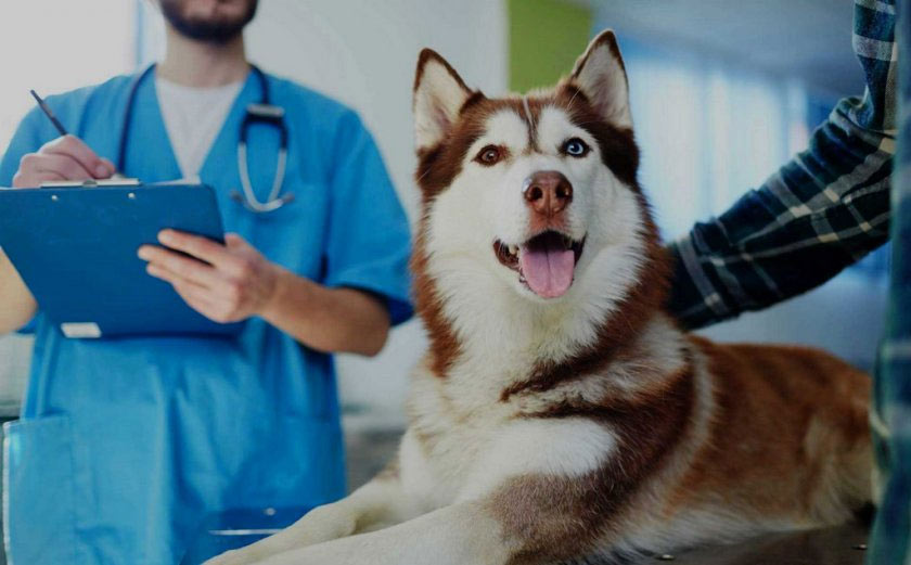 perro en revisión veterinaria