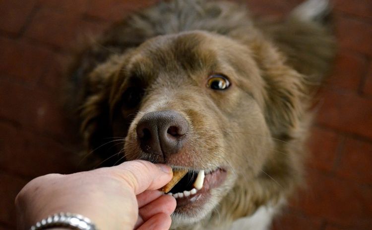 Se le da una golosina al perro