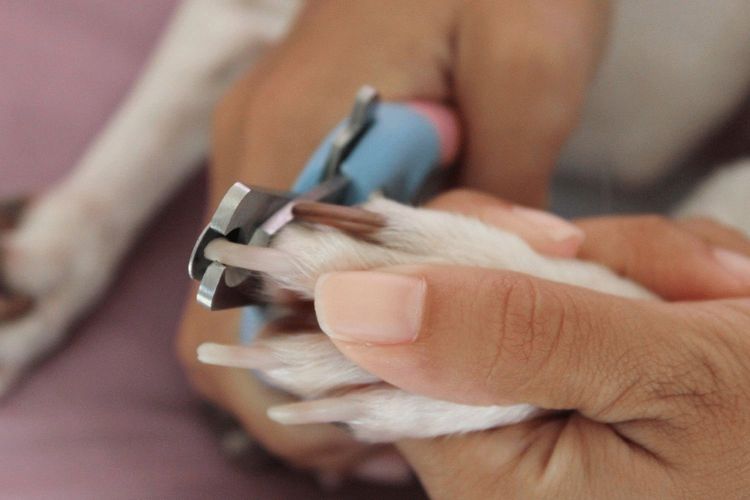 Corte de uñas al perro
