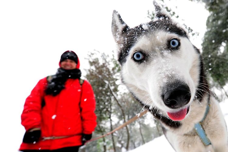 Husky de paseo