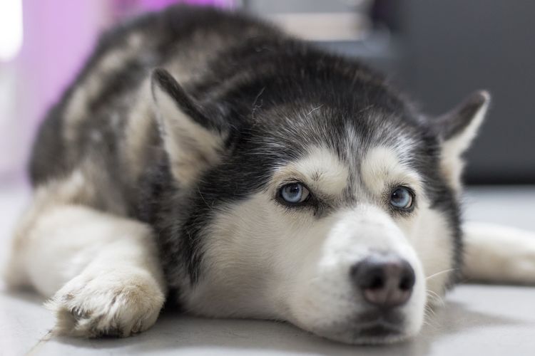 Husky triste