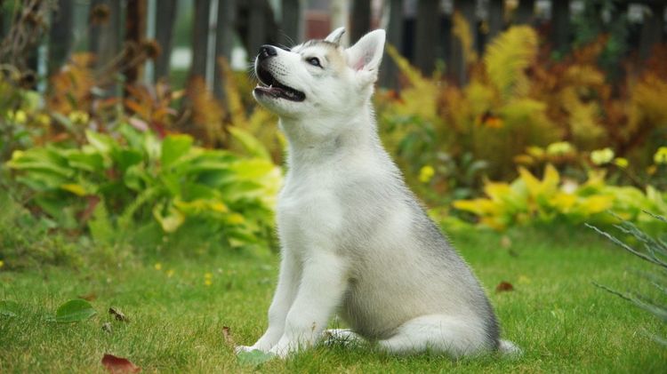 Adiestramiento de un cachorro de husky
